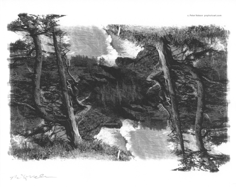 treereflect-digi